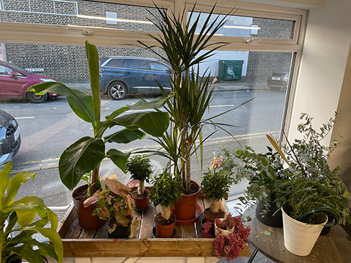 The Secret Garden Florest Folkestone Houseplants 1