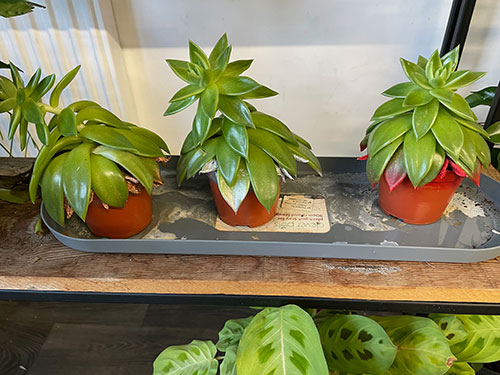 The Secret Garden Florest Folkestone Houseplants 3