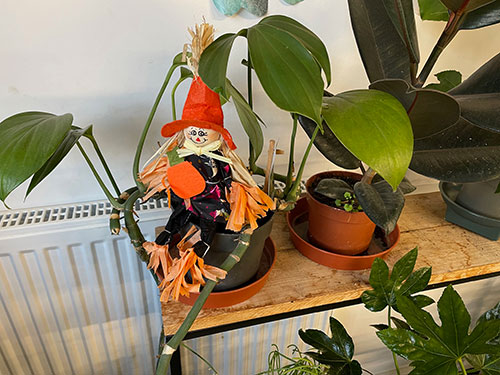 The Secret Garden Florest Folkestone Houseplants 4