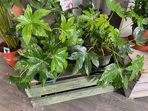 The Secret Garden Florest Folkestone Houseplants 5