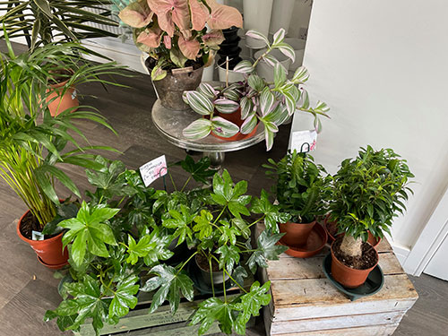 The Secret Garden Florest Folkestone Houseplants 6
